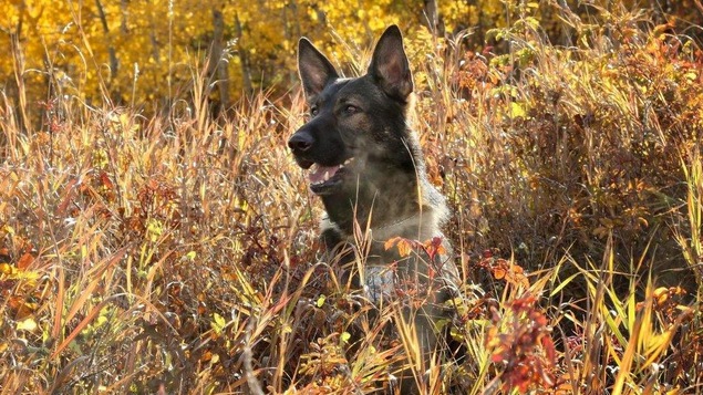 Le chien Jester, du Service de police de Calgary Le chien Jester, du Service de police de Calgary
