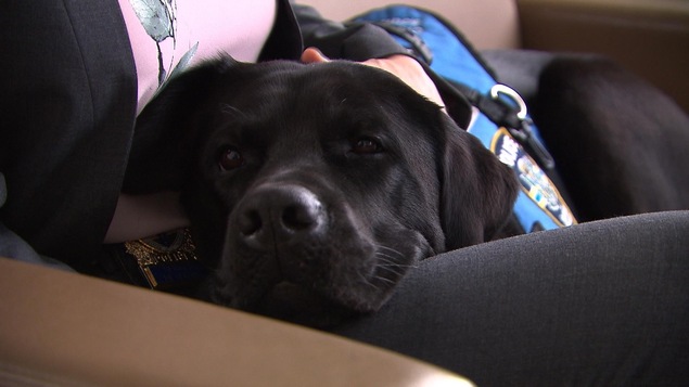 Le chien Kanak repose sa tête sur les genoux de sa maîtresse.