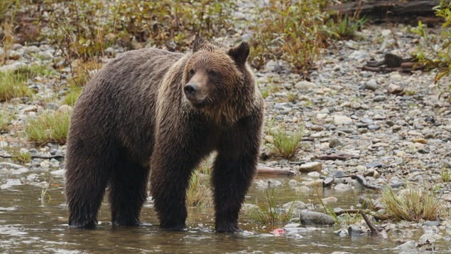 grizzly sur le bord d'une rivière