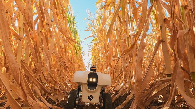 Le petit robot TerraSentia passe entre les rangs d'un champs de maïs.