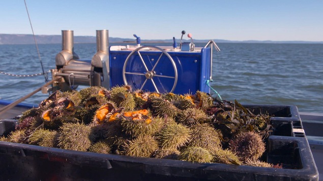 Une caisse sur un bateau contenant des oursins verts.
