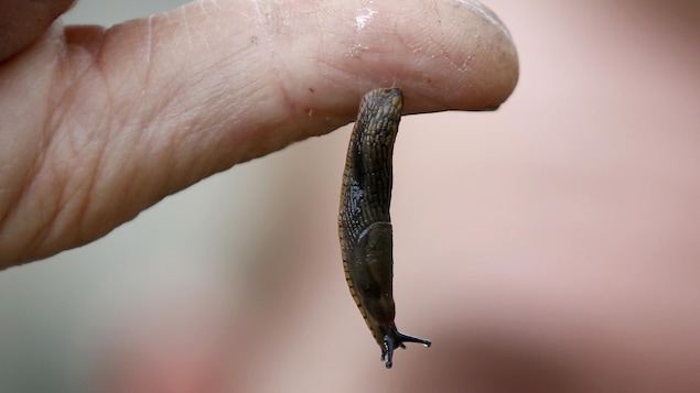 Une limace pend du bout du doigt d'un jardinier.