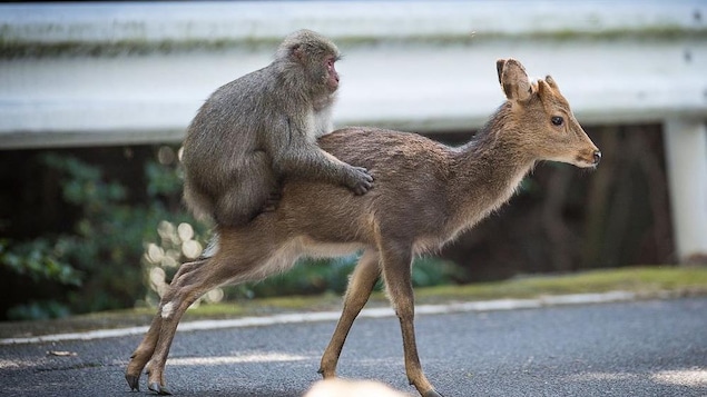 Photo du macaque sur le dos d'une biche Photo du macaque sur le dos d'une biche
