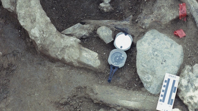 Les os du mastodonte découverts en 1993 près de San Diego