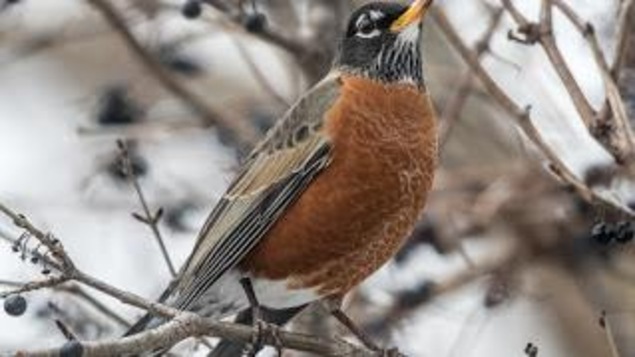 Un Merle d'Amérique mâle mange des fruits en hiver Un Merle d'Amérique mâle mange des fruits en hiver
