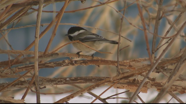Mésange à tête noire