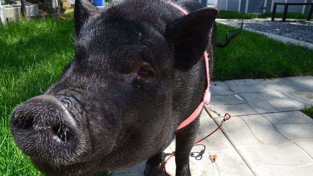Johnie, un microcochon