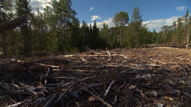 Coupe forestière dans Lanaudière