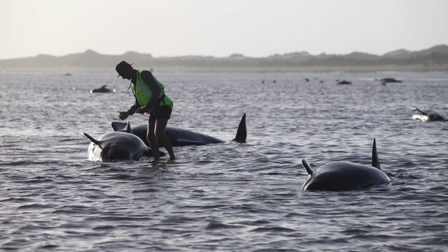 Un travailleur du département de conservation de la faune de la Nouvelle-Zélande tente de porter secours à une baleine échouée. Un travailleur du département de conservation de la faune de la Nouvelle-Zélande tente de porter secours à une baleine échouée.