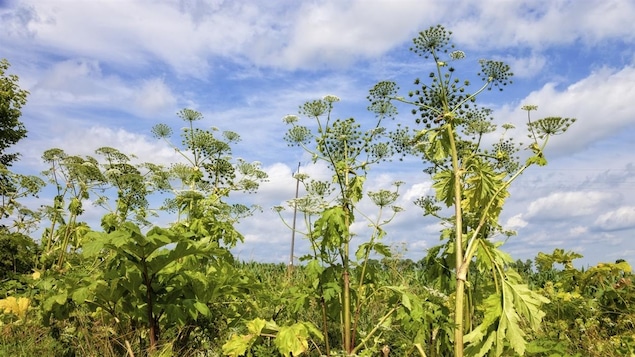 Des plants de berce du Caucase