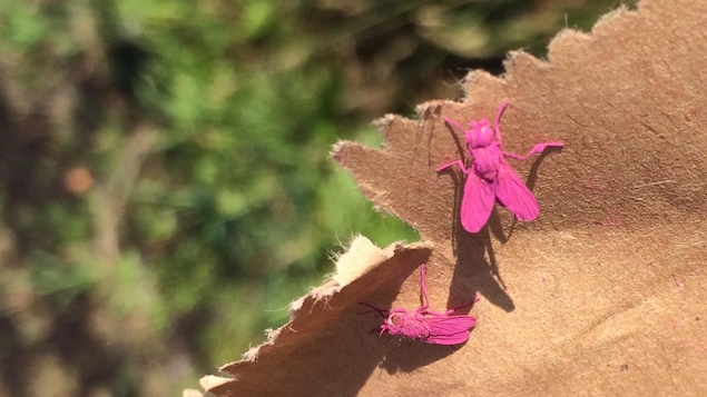 Des mouches roses stériles