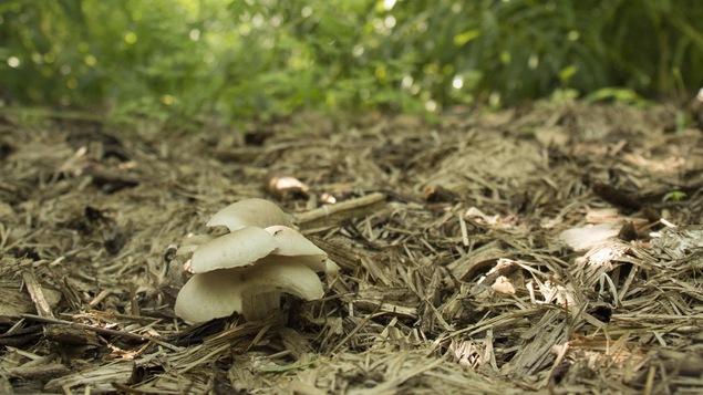 Des champignons utilisés pour la décontamination des sols