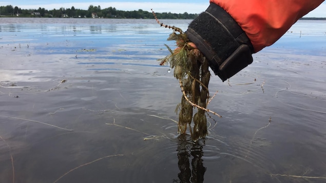 Au lac à la Tortue, par endroits, il suffit de plonger sa main dans l'eau pour arracher des boutures de myriophylle à épi.