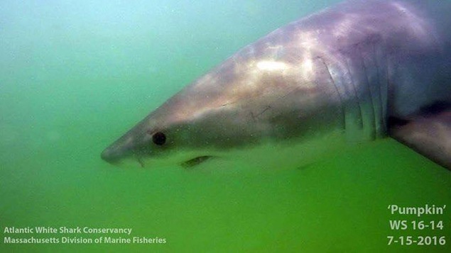 Pumpkin, un grand requin blanc de 2,7 m, a été détecté dans le bassin des Mines, en Nouvelle-Écosse.