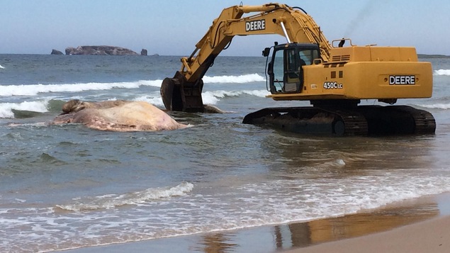 Le principal défi : tirer la carcasse hors de l'eau sans l'abîmer.