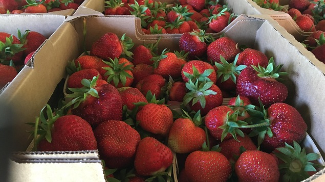 Anthony Morse affirme que ses fraises sont d'excellente qualité.