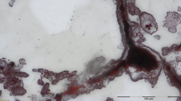 Les restes de micro-organismes sous forme de minuscules filaments découverts dans la ceinture de roches vertes Nuvvuagittuq, dans le nord du Québec. 