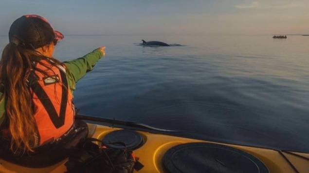 Observation de baleines sur le fleuve Saint-Laurent.