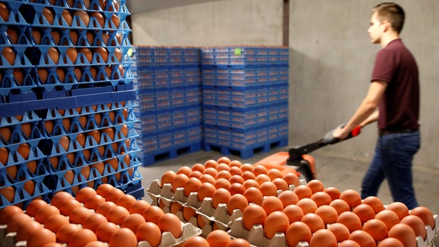 Des oeufs sont emballés, prêts pour la distribution en Belgique. Des oeufs sont emballés, prêts pour la distribution en Belgique.