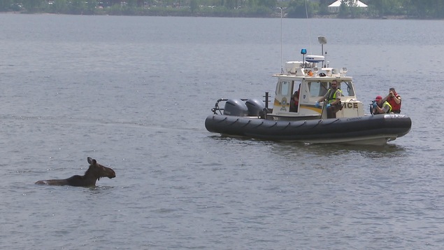 Des policiers et des agents de protection de la faune ont été mobilisés pour endormir l'orignal dans la baie de Beauport Des policiers et des agents de protection de la faune ont été mobilisés pour endormir l'orignal dans la baie de Beauport
