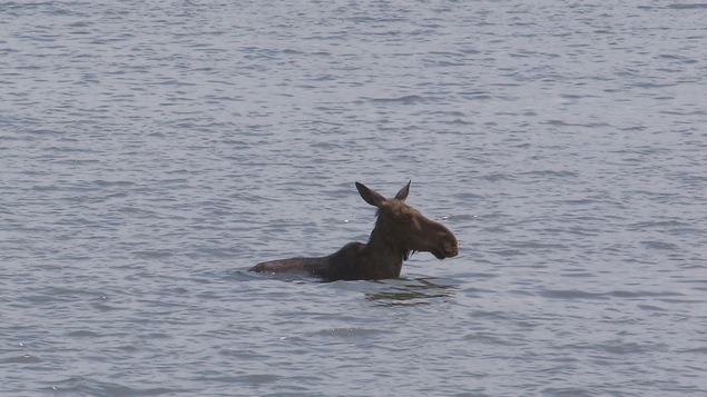 L'orignal se trouvait dans la baie de Beauport, à Québec, dimanche vers l'heure du midi L'orignal se trouvait dans la baie de Beauport, à Québec, dimanche vers l'heure du midi