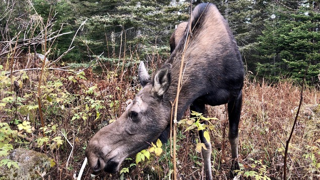 Un orignal en Gaspésie.