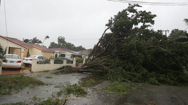 Un grand arbre a été déraciné et jeté au sol à Miami, en Floride.