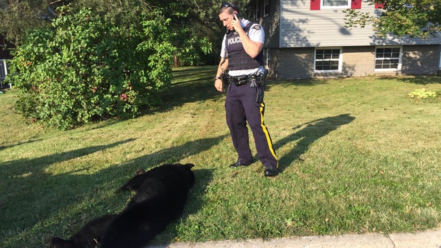 L'ours abattu L'ours abattu