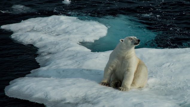 Un ours polaire sur une masse de glace dans le détroit de Lancaster, près de l'île de Baffin. Un ours polaire sur une masse de glace dans le détroit de Lancaster, près de l'île de Baffin.