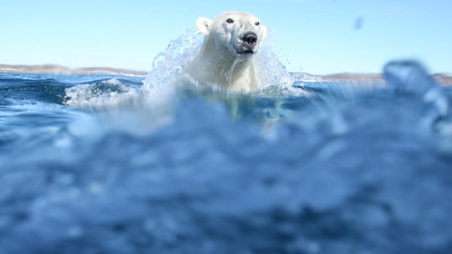 Un ours polaire sort de la mer et semble être surpris par le photographe. De l'eau coule sur la tête de l'animal en pleine action.