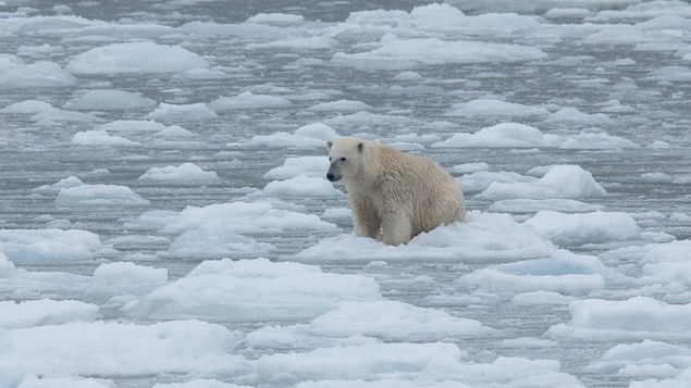 Un ours polaire Un ours polaire