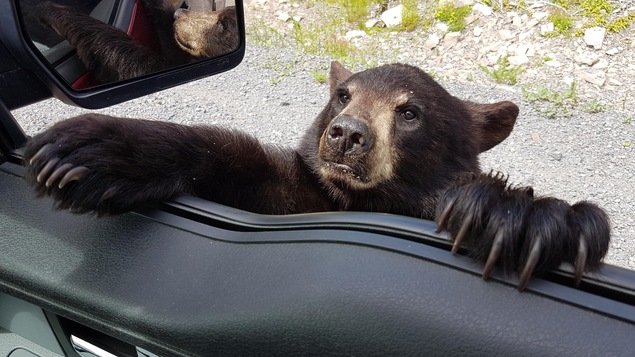 Un jeune ours à la fenêtre d'un véhicule Un jeune ours à la fenêtre d'un véhicule