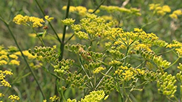 La sève du panais sauvage peut brûler la peau lorsque celle-ci est exposée au soleil.
