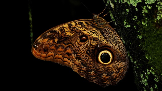 Un papillon de nuit Un papillon de nuit