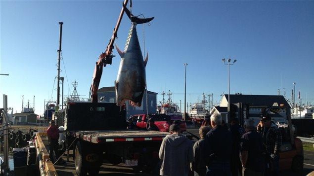 Un thon rouge est débarqué au quai de Shippagan.