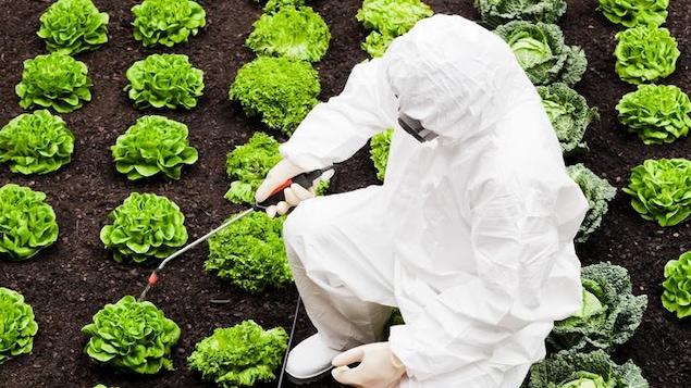 Traitement de légumes aux pesticides