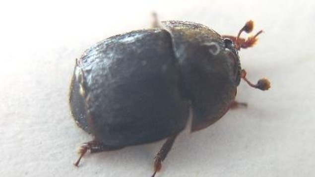 Le petit coléoptère des ruches Le petit coléoptère des ruches