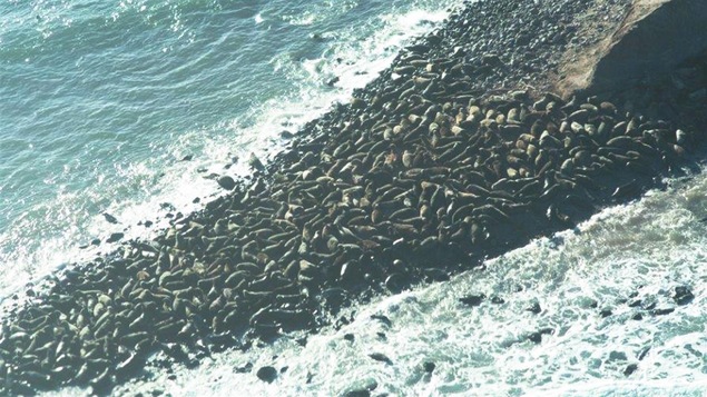 Les phoques gris prolifèrent à l'Île Brion.