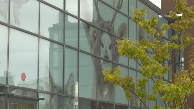 Les « inspirations sauvages » d'Hugues Deglaire apparaissent sur la façade du complexe culturel Joseph-Rouleau Les « inspirations sauvages » d'Hugues Deglaire apparaissent sur la façade du complexe culturel Joseph-Rouleau
