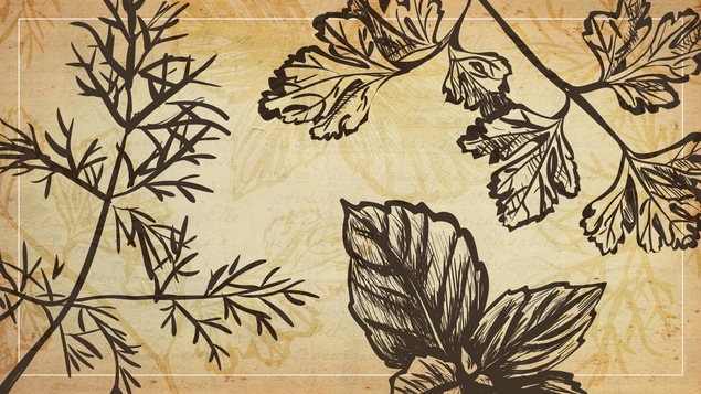 La photo montre des illustrations d'herbes aromatiques sur un fond de parchemin.