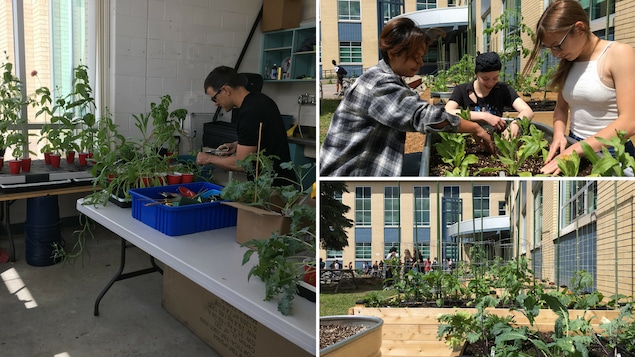 Le jardin de l'école Franco-Cité