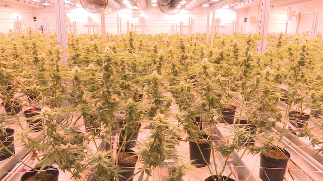 plants-marijuana-usine-tweed.jpg
