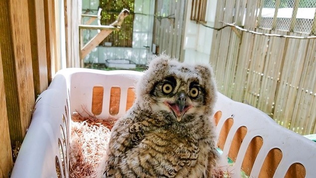 Un bébé hibou se repose dans un panier à linge.