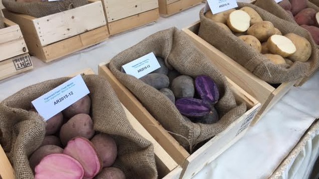 Des pommes de terre d'apparences variées Des pommes de terre d'apparences variées