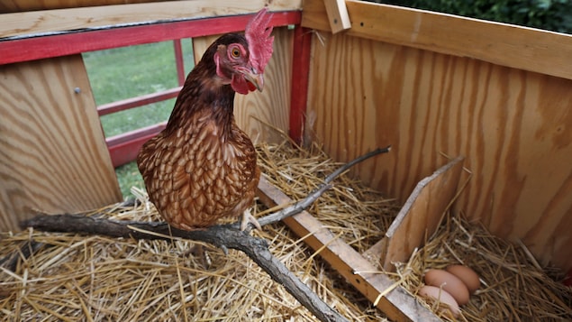 Ce Quil Faut Savoir Avant Davoir Des Poules Par Ici Linfo