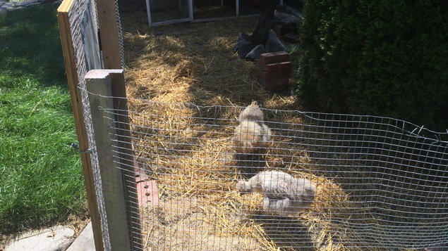 Les poules d'Alexie Pormerleau ne sont pas les bienvenues à Rouyn-Noranda.
