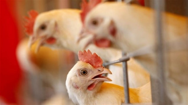 Un élevage de poulets