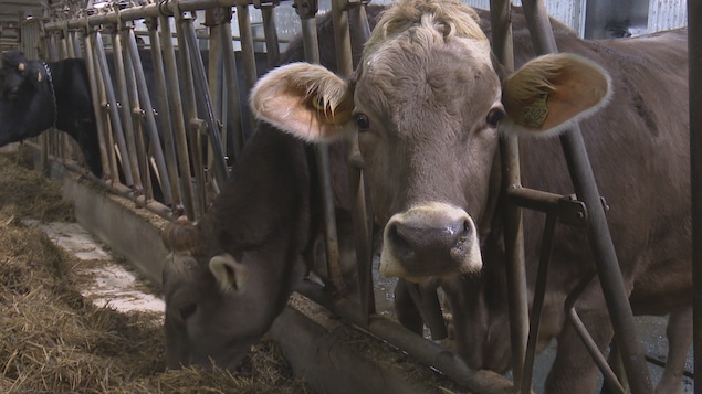 Une vache dans un enclos d'une ferme.