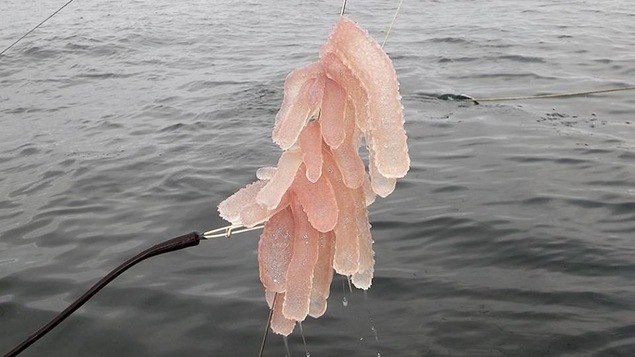 Des pyrosomes repêchés au nord-ouest de la baie de Nootka en Colombie-Britannique Des pyrosomes repêchés au nord-ouest de la baie de Nootka en Colombie-Britannique