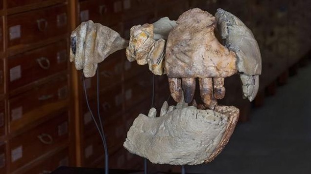 Le crâne fossilisé d'un Razanandrongobe sakalavae